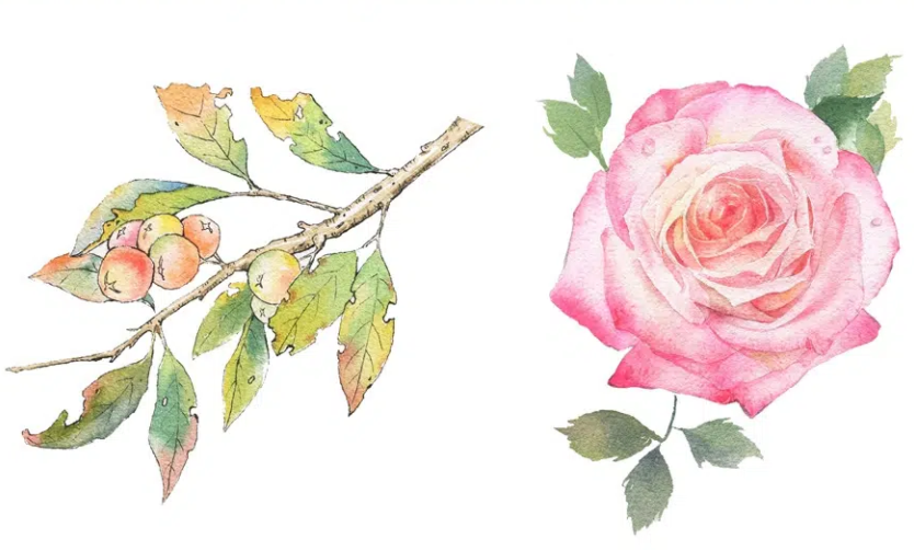 吴小迪水彩植物花卉美食系统课