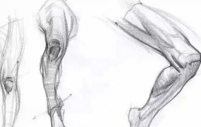 大木画画人体结构第五期2022年