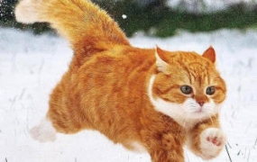 亲切第一张蕾C1第二期+色彩美学课程2022年