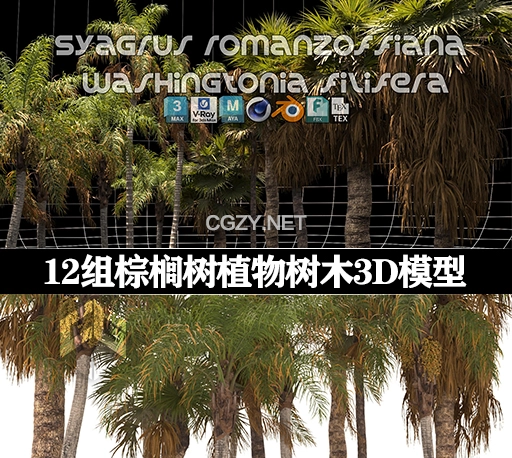 3D模型|12组棕榈树植物树木模型 Renderhub – Syagrus Romanzoffiana and Washingtonia Filifera