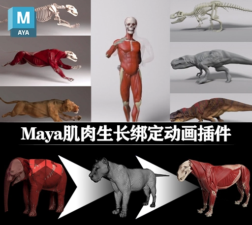 Maya插件|医学人体肌肉骨骼动画 Ziva Dynamics Ziva VFX v2.1 For Maya 2019-2023 Win破解版