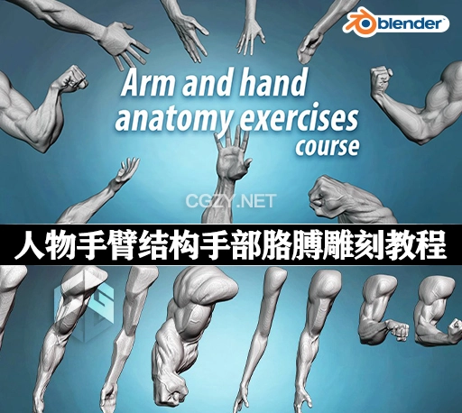 中文字幕-Blender教程|人物手臂结构手部胳膊雕刻教学 Arm and hand anatomy exercises course