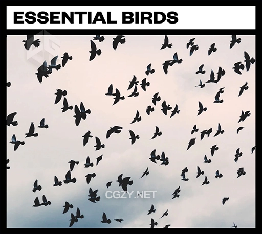 27个自然环境鸟叫拍翅膀飞行音效素材 Essential Birds