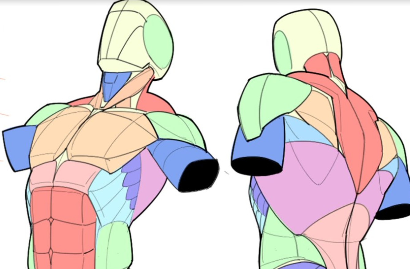 大木人体结构第13期绘画基础课【画质高清有课件】